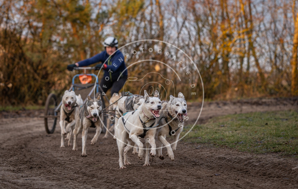 Pfotenfotografie_DV3A5910 | Hundefotografie, Tierfotograf, Pfotenfotografie, Fotoshooting Hund, Hunde Portrait, Hundesport, Hundeportraits, Heideshooting, Hunde, Sportfotograf, Hundefotograf, Turnierhundsport, THS,  - Realisiert mit Pictrs.com