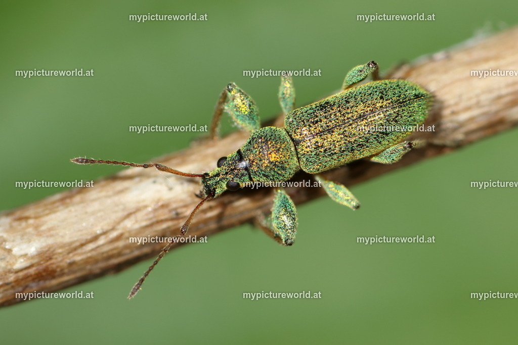 Phyllobius arborator-010 | Das Bilderarchiv über Tiere, Planzen und Landschaften. In der Bilddatenbank finden Sie ein große Auswahl an hochwertigen Bilder für Ihre Werbung - Realisiert mit Pictrs.com