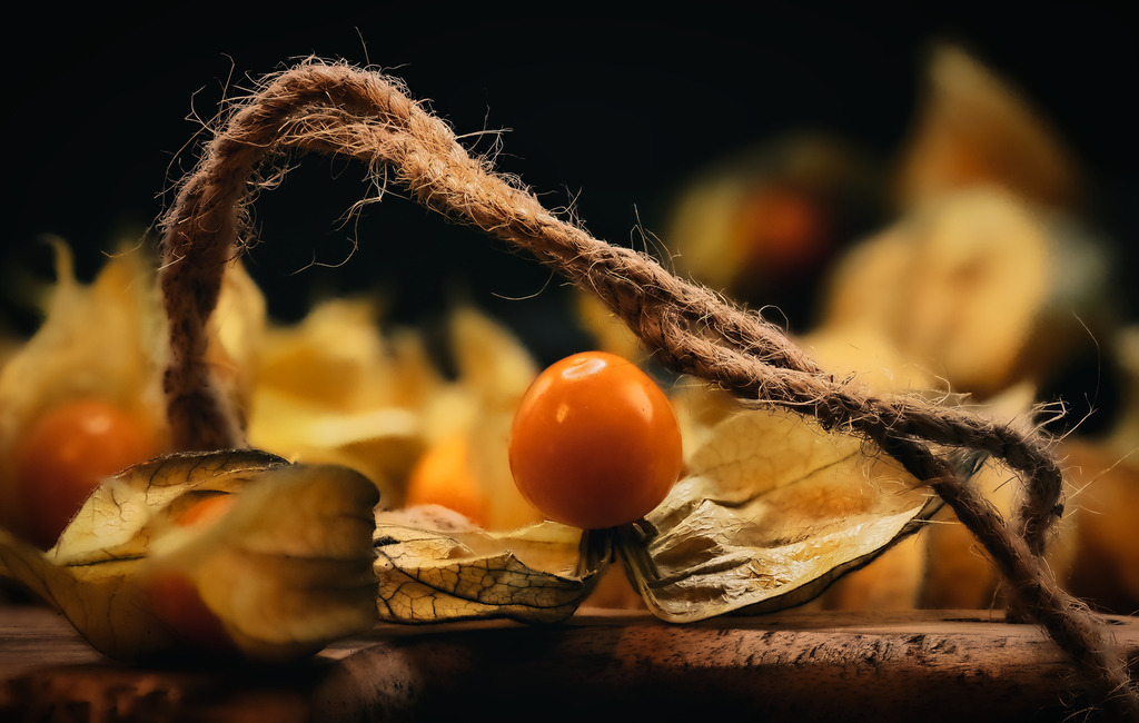 Physalis | die schönsten Bilder aus Wald und Wiese, sowie Streifzüge durch den Garten mit der gesamten Blumen & Insektenwelt.   - Realisiert mit Pictrs.com