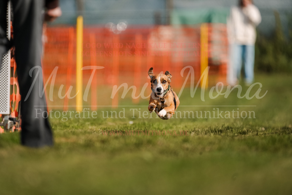 20250928_Hunderennen-180 | MuT (Mensch und Tier) mit Mona - Fotografie und Tierkommunikation - Realisiert mit Pictrs.com