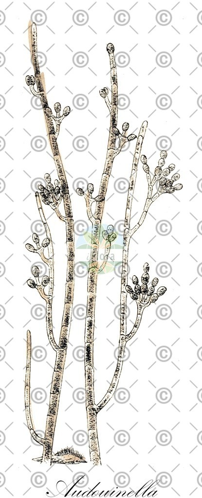 HistAbb_wfo-0000556880_1_ENZY_Simple | Historische Abbildung von Audouinella - Audouinellaceae (0) | Historical Illustration of Audouinella - Audouinellaceae (0)
