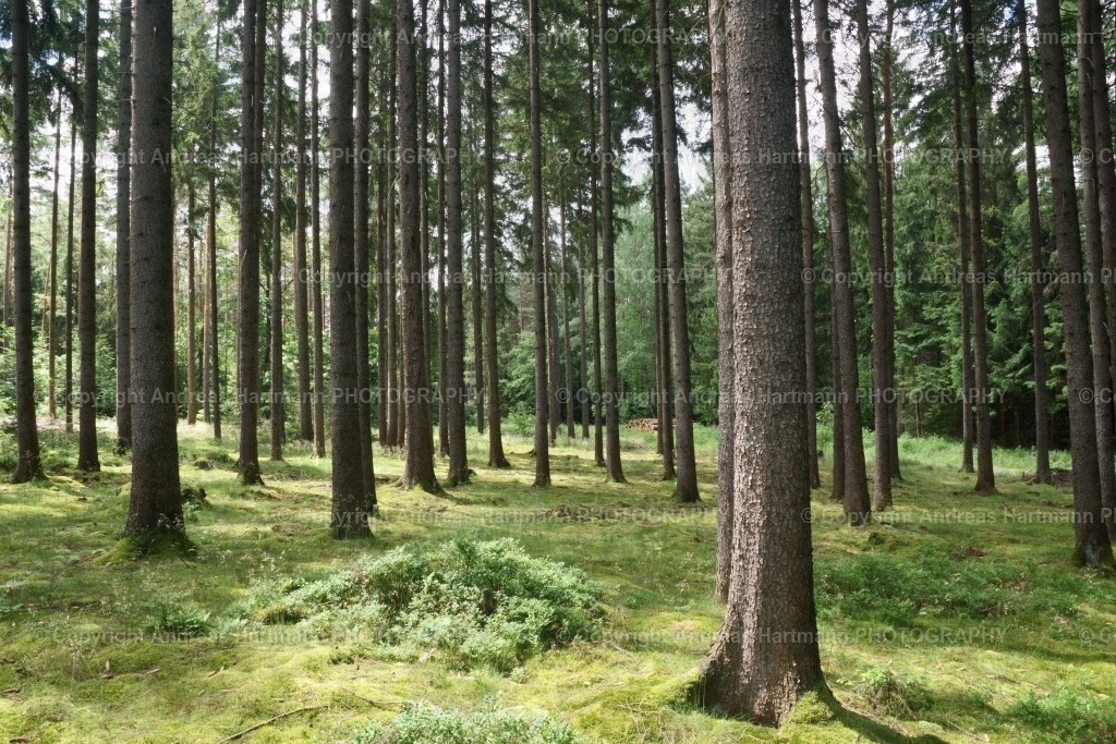 Im Holzlandwald | Im Holzlandwald - Realisiert mit Pictrs.com