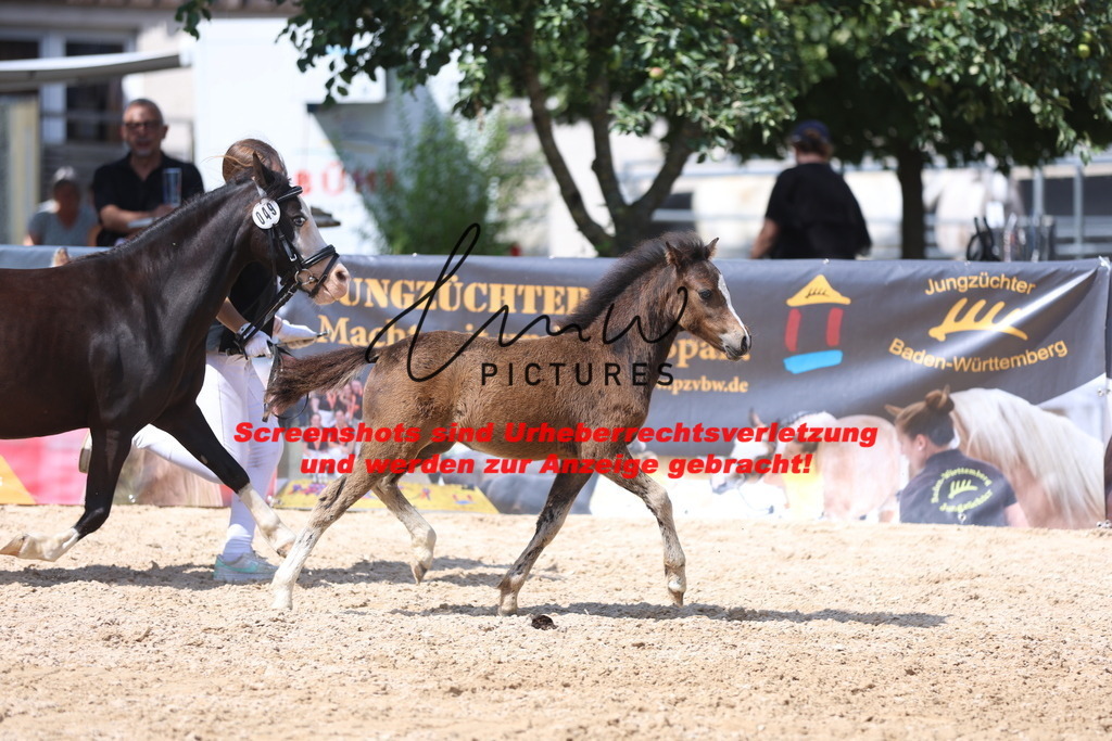 Fohlenschau_Schwäbisch_Hall_Ponys_KN 49_10 | lmwpictures - Realisiert mit Pictrs.com