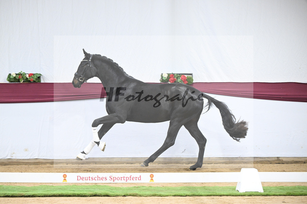 Kat-Nr. 112 Fynch Hatton x Damon Hill_Sibille Hachtel_47253390 | hf-fotografie - Realisiert mit Pictrs.com