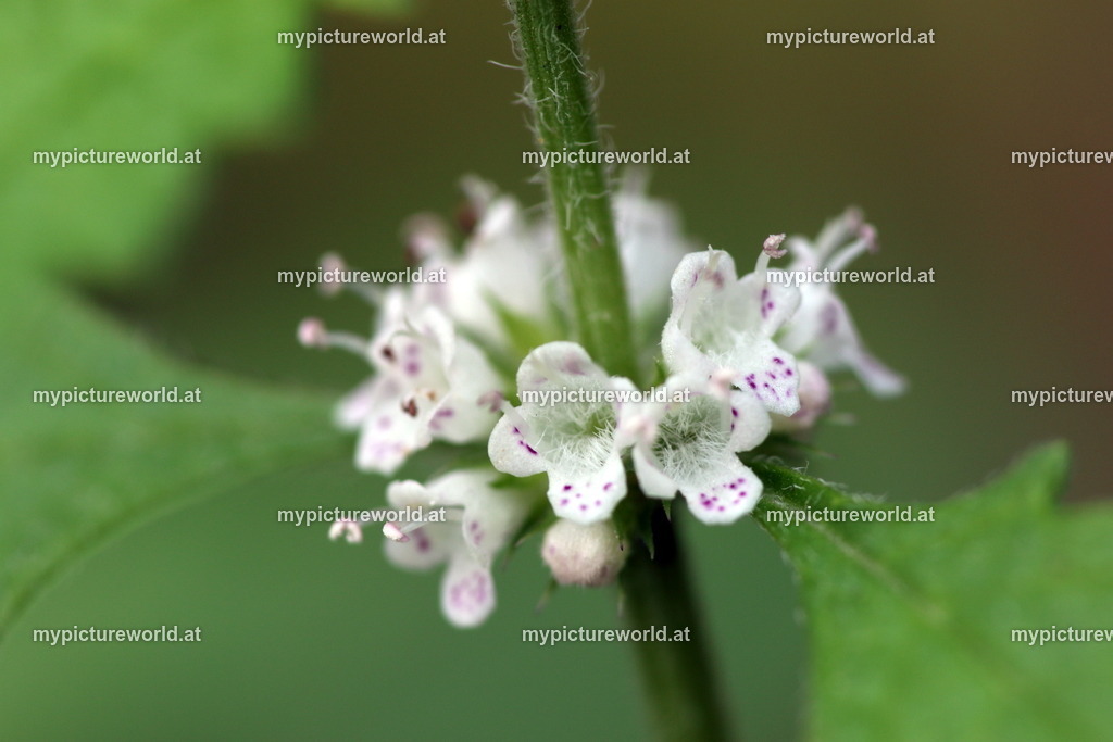 Ufer-Wolfstrapp-004 | Das Bilderarchiv über Tiere, Planzen und Landschaften. In der Bilddatenbank finden Sie ein große Auswahl an hochwertigen Bilder für Ihre Werbung - Realized with Pictrs.com