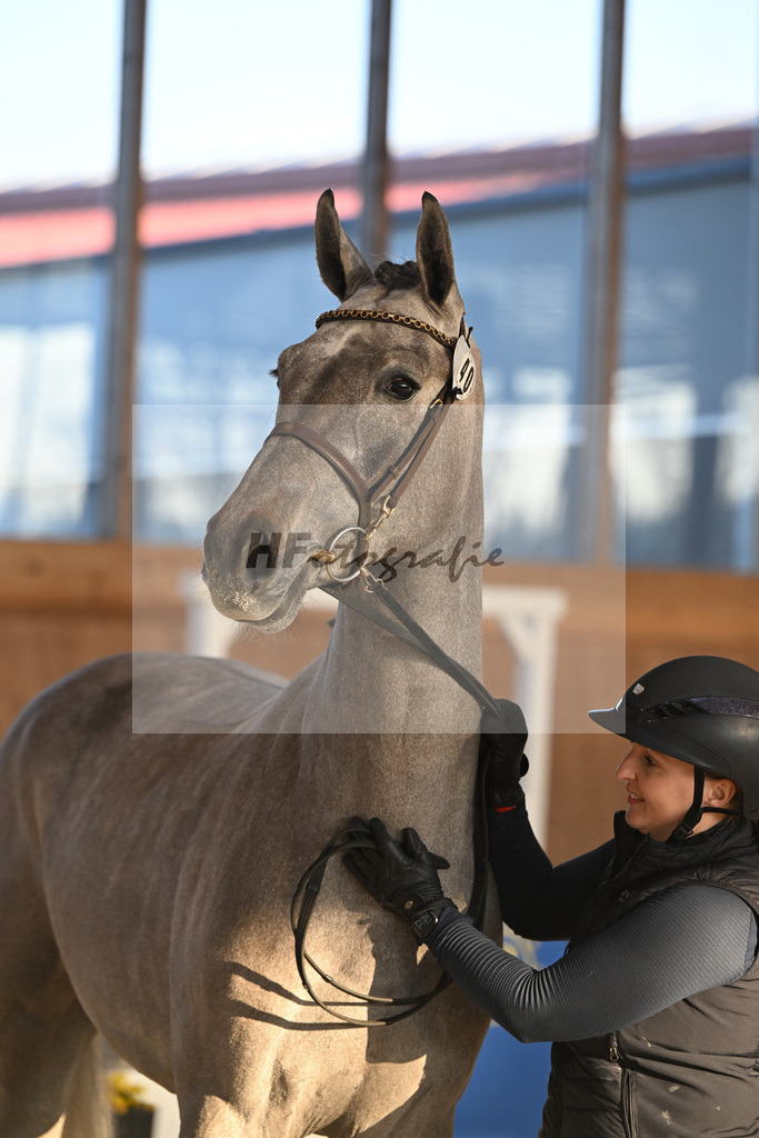 Kat-Nr. 40 Earendel PMZ v. Eldorado v d Zeshoek_Pobitzer_14262242 | hf-fotografie - Realisiert mit Pictrs.com
