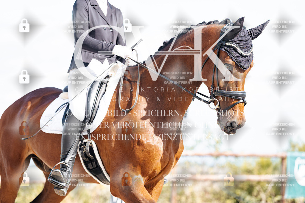 CK902379 | Turnierfotografie Pferdefotografie Trier Rheinland-Pfalz Pferdesport Reitsport Tierfotografie Sportfotografie Pferdevideo Pferdevideografie Equestrianvideography equestrianphotography  - Realisiert mit Pictrs.com