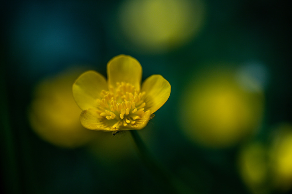 IMG_1167 | ehrlichefotos - Realisiert mit Pictrs.com