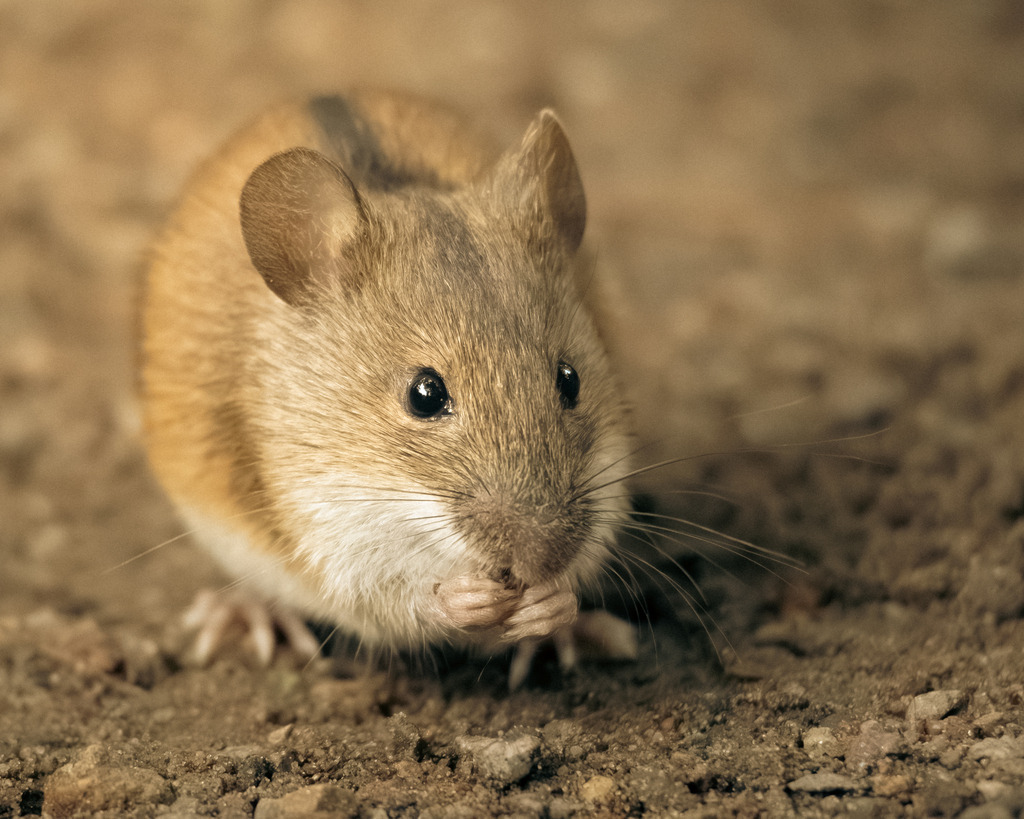 Die Maus | Ich bin ein Fotograf aus Berlin und fotografiere aus Spaß an der Freude :) Meinen Motiven setze ich keine thematischen Grenzen. Somit bin ich beispielsweise in der Tierfotografie, Landschaftsfotografie, Sportfotografie sowie Streetphotography anzutreffen.