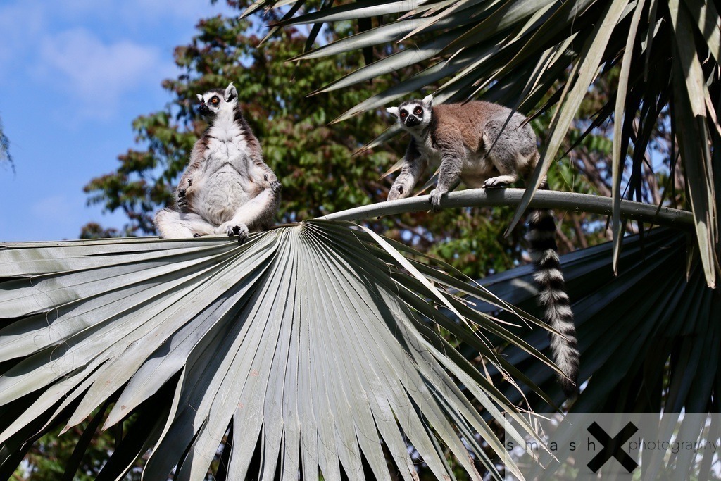 Lemures | smash-photography.com