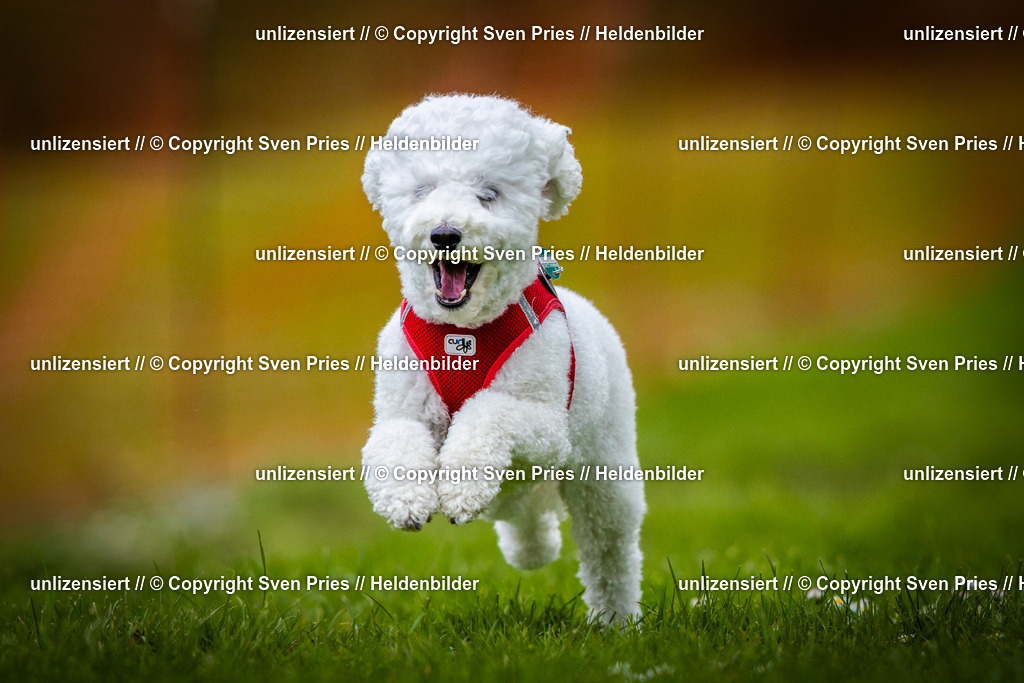 Sven Pries | 2025-04-13 - Hunderennen Baden-Baden - Realisiert mit Pictrs.com