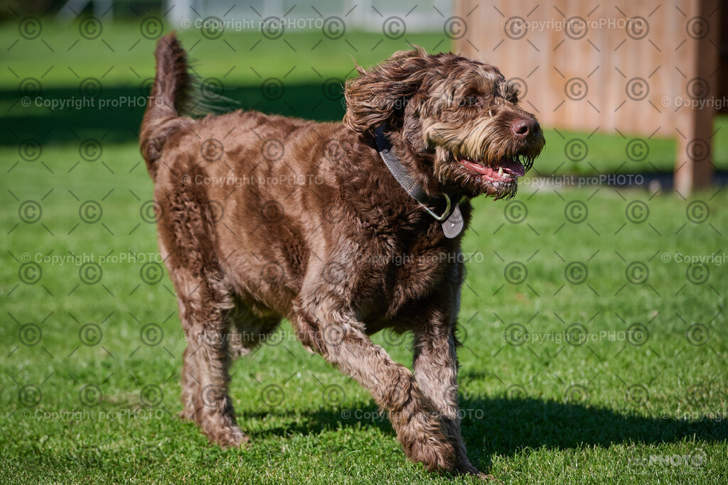 051_202509_4Hundebadetag_NZ9_2237 | proPHOTO - Realisiert mit Pictrs.com