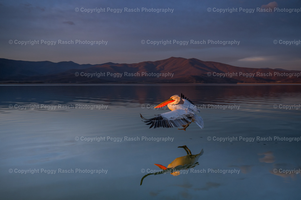 Pelikane weit 2024 (1 von 9) | PeggyRaschPhotography - Realisiert mit Pictrs.com