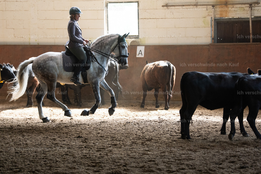 WL_COW_69_SinaFilmArt_IN03914 | working equitationturnier fotograf videograf stoibphotography marixx film working equitation deutschland reitsport turnierfotografie eventfotografie equestrian events