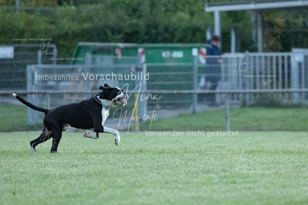 _16A5732 | Einzigartige Fotos von Hunden & Menschen –Actionfotos, Portraits, Vereinsaufnahmen & Paarshootings – authentisch, lebendig & mit Herz.