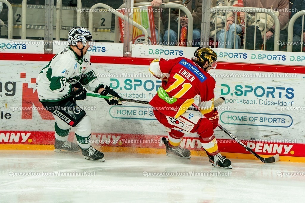 xKKUx01032601012 | 01.03.2026, xkkux, Eishockey, DEL2, Düsseldorfer EG - Bietigheim Steelers, PSD Bank Dome Düsseldorf: Paweł Dronia (Bietigheim Steelers #12) im Zweikampf gegen  Ture Linden (DEG #71) 