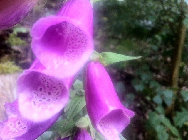 Roter Fingerhut | Verkauf von Fotos und  Videoclips zumThema Natur.Motive sind Pflanzen, Tiere, Landschaftenund Wetter - Realisiert mit Pictrs.com
