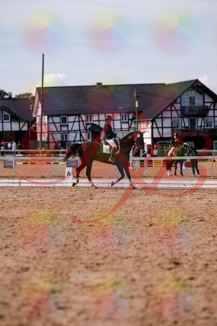 2026_10_03_Siefer-Hof_132558_Z81_78199960 | Professionelle Reitsport-, Turnier- und Eventfotografie von Robert Broda. Galerien mit ausgewählten und bearbeiteten Bildern direkt online ansehen und bestellen.