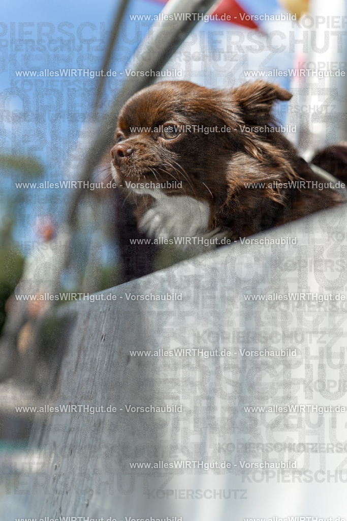 Hundeschwimmen_Volksbad_2026-allesWIRTHgut_Tierfotografie-2609061438-7R501148 | Professionelle Tierfotografie in Mönchengladbach von Daniel Wirth (allesWIRTHgut). Liebevolle & natürliche Bilder von Hunden & Katzen für unvergessliche Erinnerungen.