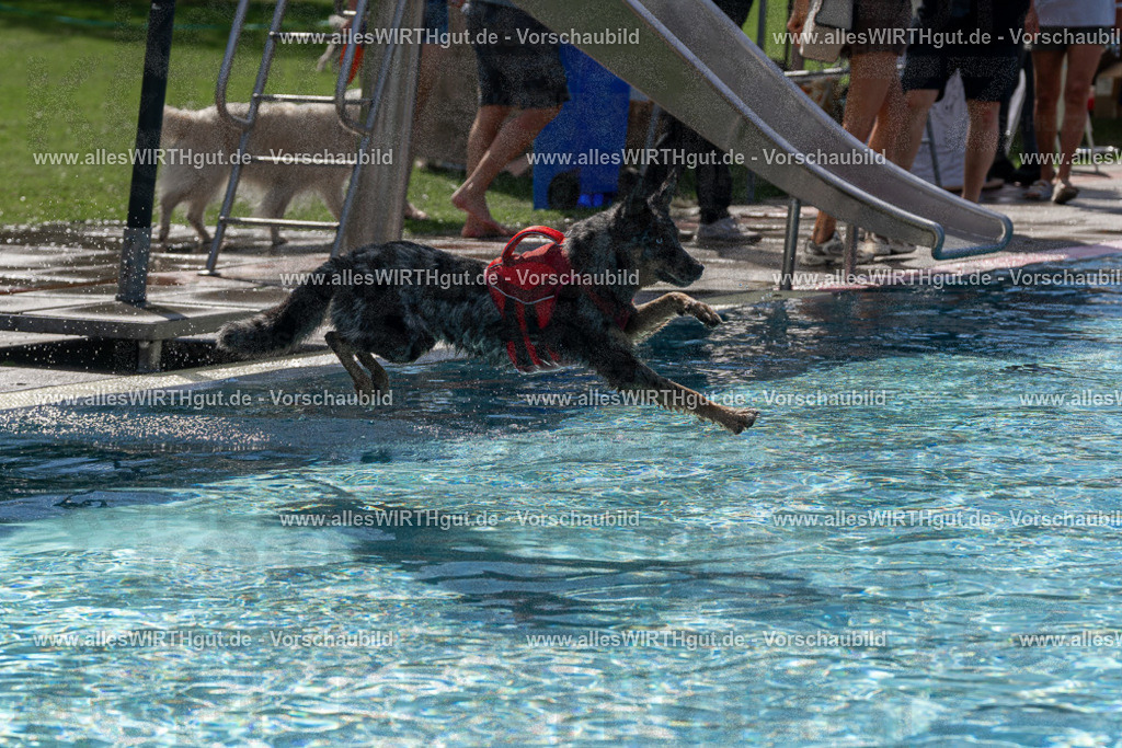 Hundeschwimmen_Volksbad_2026-allesWIRTHgut_Tierfotografie-2609061209-FAY06389 | Professionelle Tierfotografie in Mönchengladbach von Daniel Wirth (allesWIRTHgut). Liebevolle & natürliche Bilder von Hunden & Katzen für unvergessliche Erinnerungen.