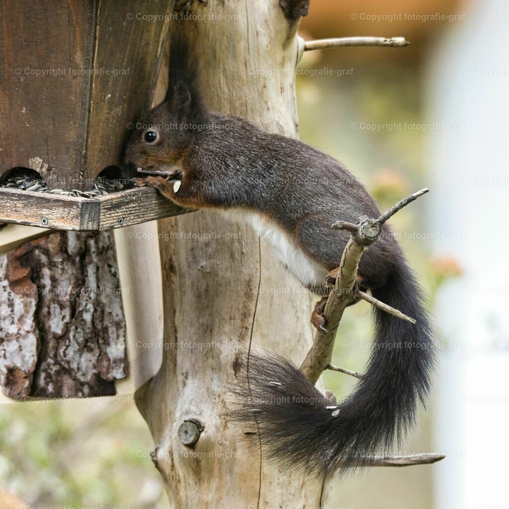 IMG_0595-LU | fotografie-graf - Realisiert mit Pictrs.com