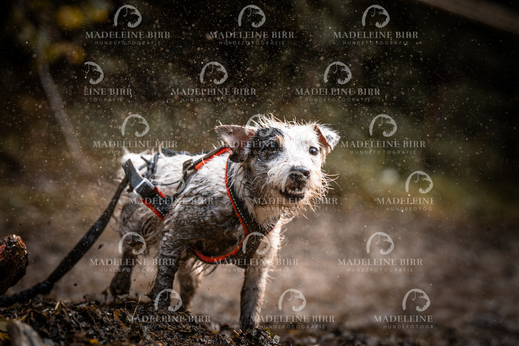 madeleinebirr-fotografie2025.campcanis.sa.15-16Uhr-177 | hundefotografie-birr