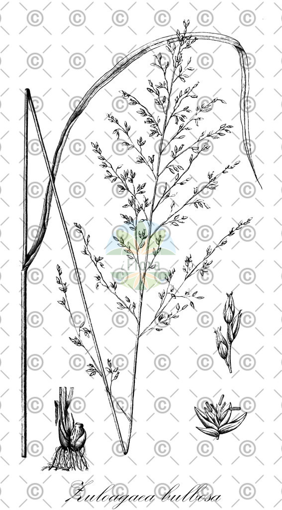 HistAbb_wfo-0000430418_1_ENZY_Simple | Historische Abbildung von Zuloagaea bulbosa - Poaceae | Historical Illustration of Zuloagaea bulbosa - Poaceae