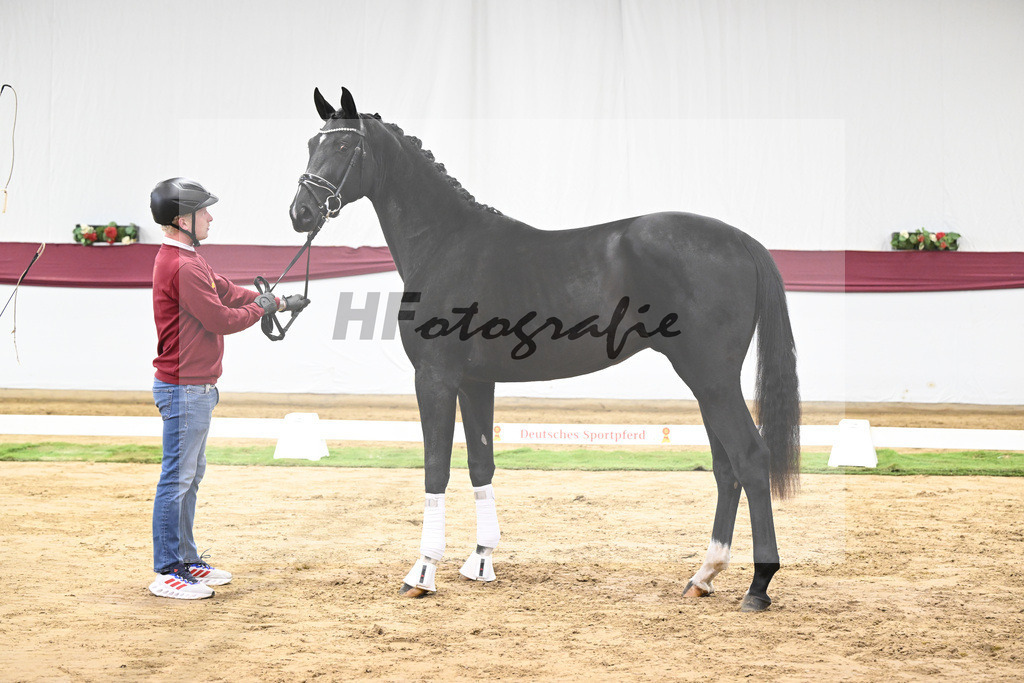 Kat-Nr. 61 Florent Blue Hors x St. Moritz Junior_ZG Kube u Holder_47252267 | hf-fotografie - Realisiert mit Pictrs.com