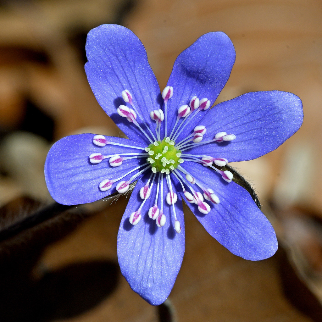 Leberblümchen | lucisnaturbilder - Realisiert mit Pictrs.com