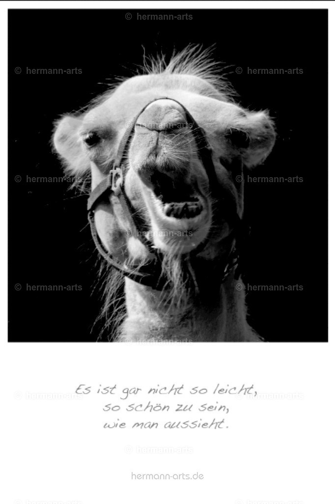 PK_Zitate_10x15_BW-066 | Photo Foto Kunst Art schwarzweiss Bilder Rheine Münster Berlin Blumen 