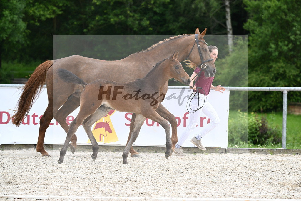 Covalliero x Lone Star_HF_Trukenbrod_20240957 | hf-fotografie - Realisiert mit Pictrs.com