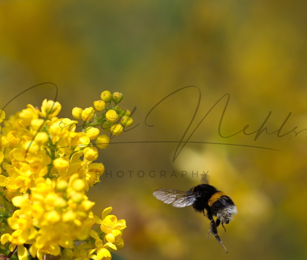 069_Hummel | i-n-photography - Realisiert mit Pictrs.com