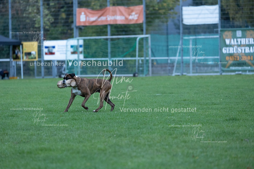_16A4447 | Einzigartige Fotos von Hunden & Menschen –Actionfotos, Portraits, Vereinsaufnahmen & Paarshootings – authentisch, lebendig & mit Herz.