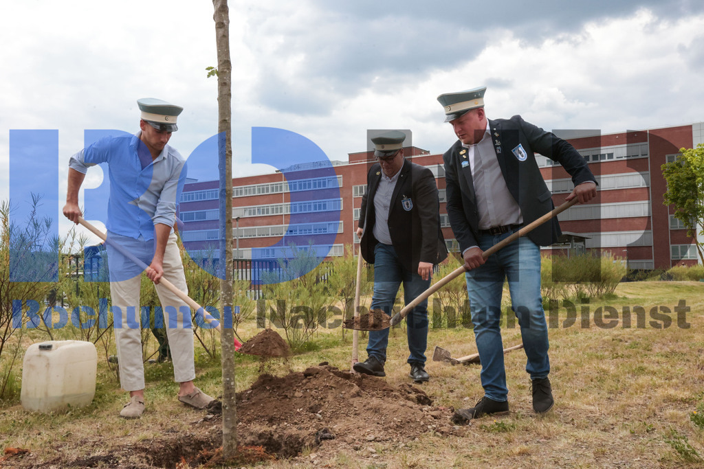 Eicheingrabung | Eicheingrabung - Realisiert mit Pictrs.com