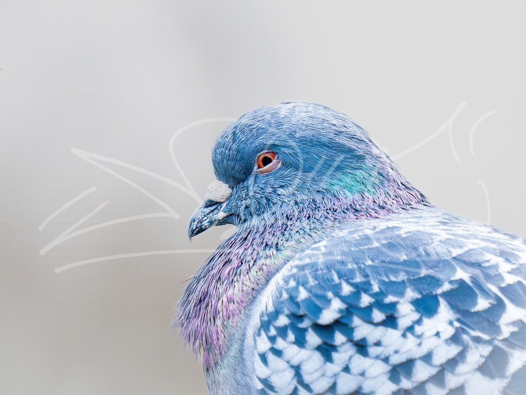Stadttaube Nebelx | Naturschönheiten aus Deutschland. Pflanzen und Tiere, Insekten und Naturschauspiele. Alle schönen Details, die uns umgeben, fotografiert von Michi Moc.  - Realisiert mit Pictrs.com