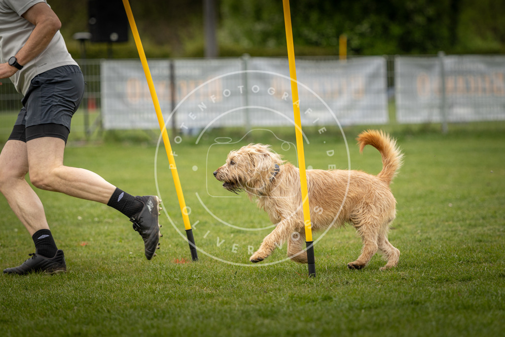 Pfotenfotografie_DV3A2027 | Hundefotografie, Tierfotograf, Pfotenfotografie, Fotoshooting Hund, Hunde Portrait, Hundesport, Hundeportraits, Heideshooting, Hunde, Sportfotograf, Hundefotograf, Turnierhundsport, THS,  - Realisiert mit Pictrs.com