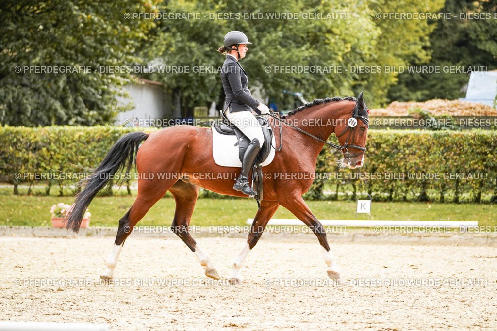 DSC03366 | Pferdegrafie