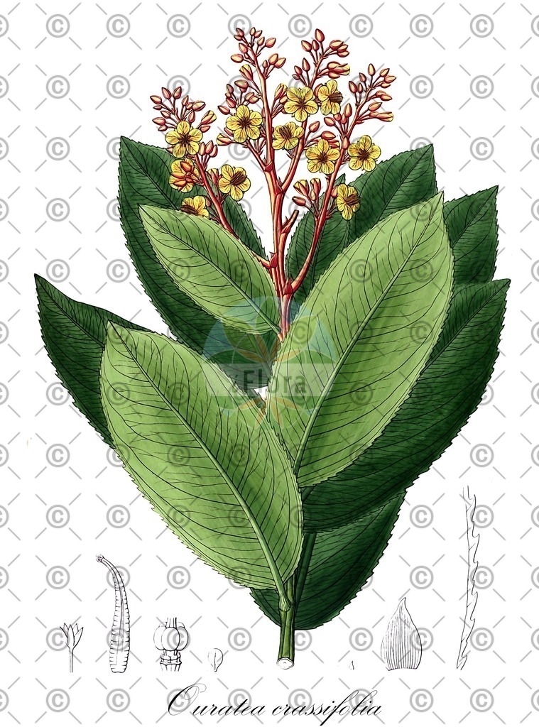 HistAbb_wfo-0001142507_1_ENZY_Simple | Historische Abbildung von Ouratea crassifolia - Ochnaceae | Historical Illustration of Ouratea crassifolia - Ochnaceae