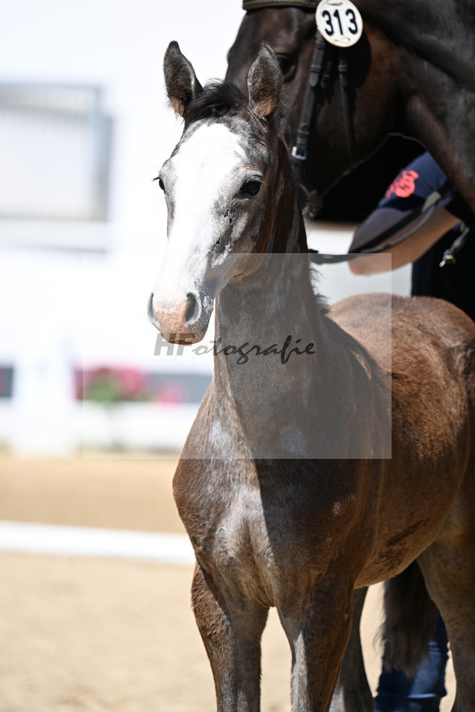 Kat-Nr. 313 Zirdento Blue x Diacontinus_HF_Schaefer u Lindenstruth_20250719 | hf-fotografie - Realizzato con Pictrs.com