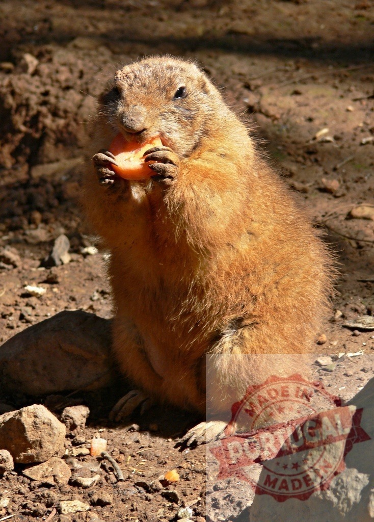 Prairie dog eating orange carrot in nature | Prairie dog standing on hind legs, holding and eating a piece of carrot - Realisiert mit Pictrs.com