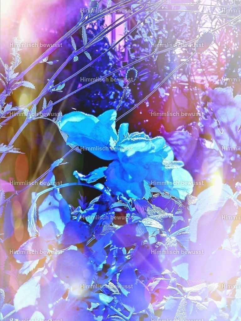 20230908_115403 | Energiebilder der neuen Zeit aus der  Natur,  Tauchen Sie ein in neue Dimensionen, Viola Bous, Dieburg, - Licht_Art-Coaching,  - Realisiert mit Pictrs.com