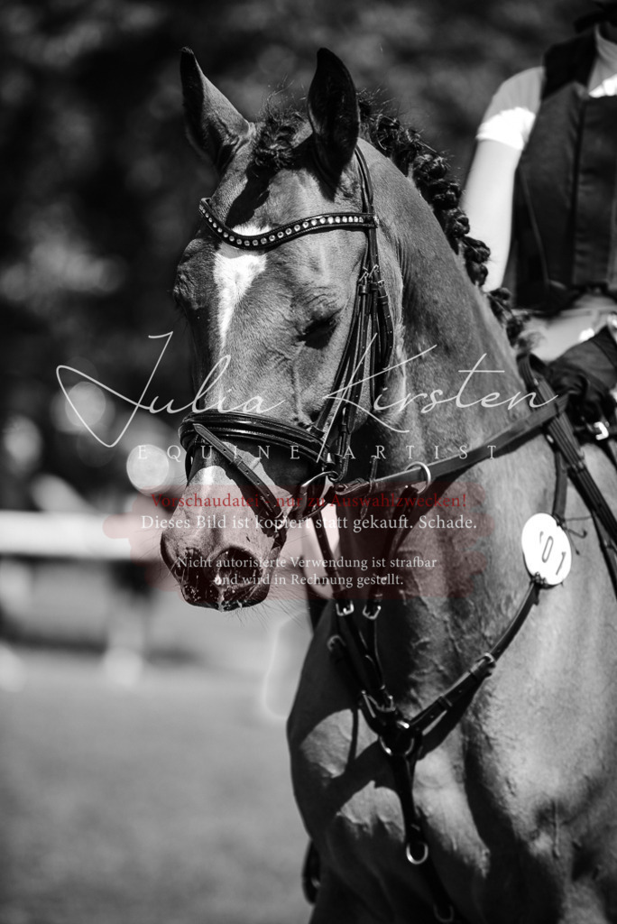 DSC_6591 | Pferde- und Turnierfotografie in Westsachsen. Pferdeportraits, Auftragszeichnungen und intuitive Kunst.