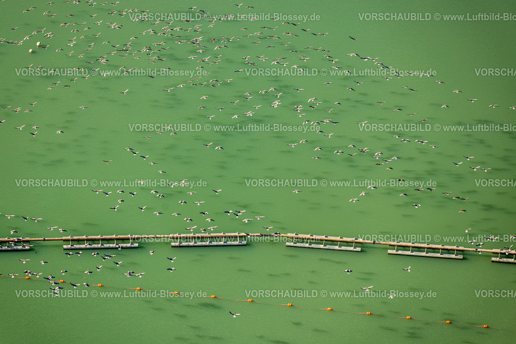 Rees251004970 | Luftbild, Gänse Schwarm im Flug, Wisselward, Kalkar, Niederrhein, Nordrhein-Westfalen, Deutschland