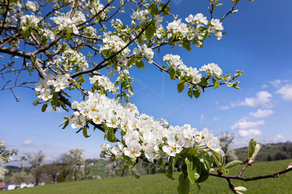 Birnbaumblütenzweig | Bei Veröffentlichung des Bildes ist eine Namensnennung wie folgt erforderlich: 
Foto: Mostdirn Irmgard Wieser
 - Realisiert mit Pictrs.com
