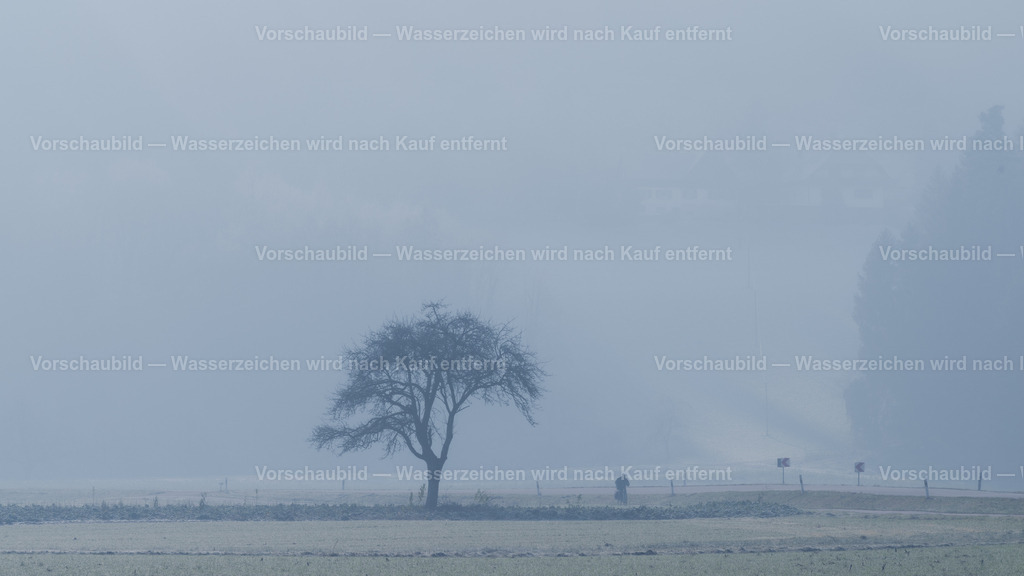 Baum im Dunst | Nebel, Dunst und ein einsamer Baum mit einem Radler - Realisiert mit Pictrs.com