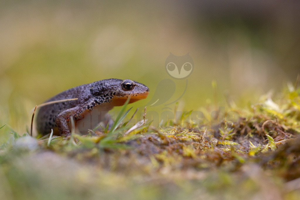 R5NF0964-20230325 | Der Bergmolch oder Alpenmolch gehört zur Ordnung der Schwanzlurche innerhalb der Klasse der Amphibien. Die Art ist in Teilen Europas verbreitet. Der Bergmolch wurde zum „Lurch des Jahres 2019“  - Realisiert mit Pictrs.com