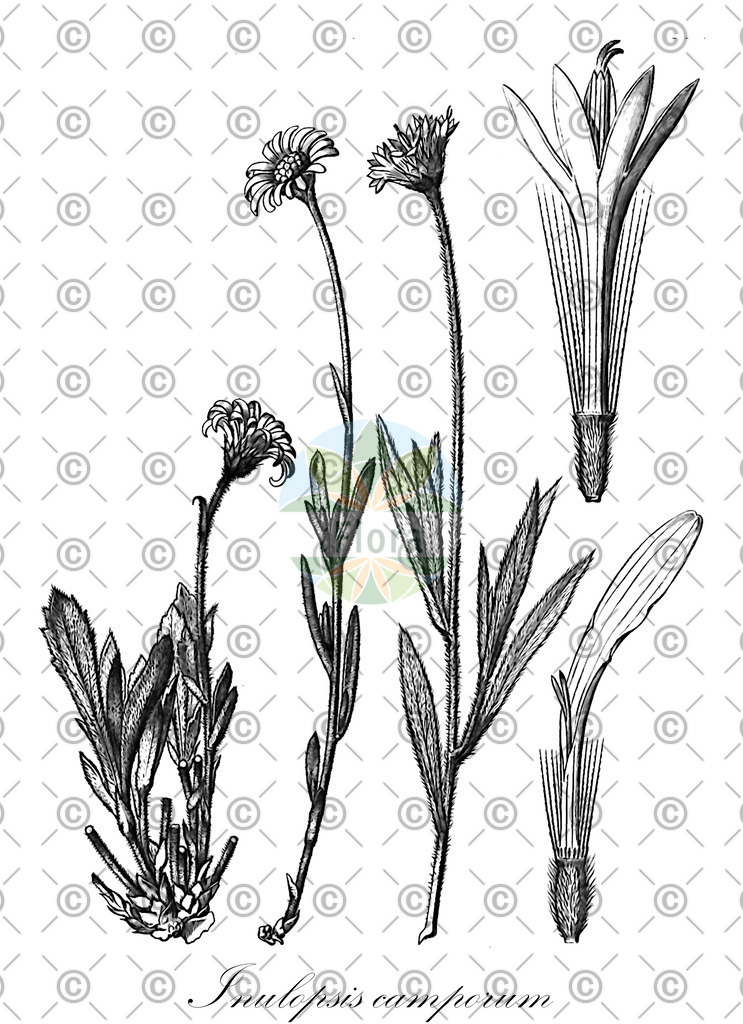 HistAbb_wfo-0001216669_1_ENZY_Simple | Historische Abbildung von Inulopsis camporum - Asteraceae | Historical Illustration of Inulopsis camporum - Asteraceae