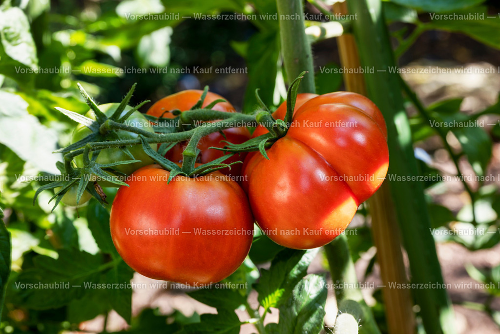 drei erntereife, große und rote Tomaten am Strauch | drei erntereife, große und rote Tomaten und eine grüne Tomate am Strauch - Realisiert mit Pictrs.com