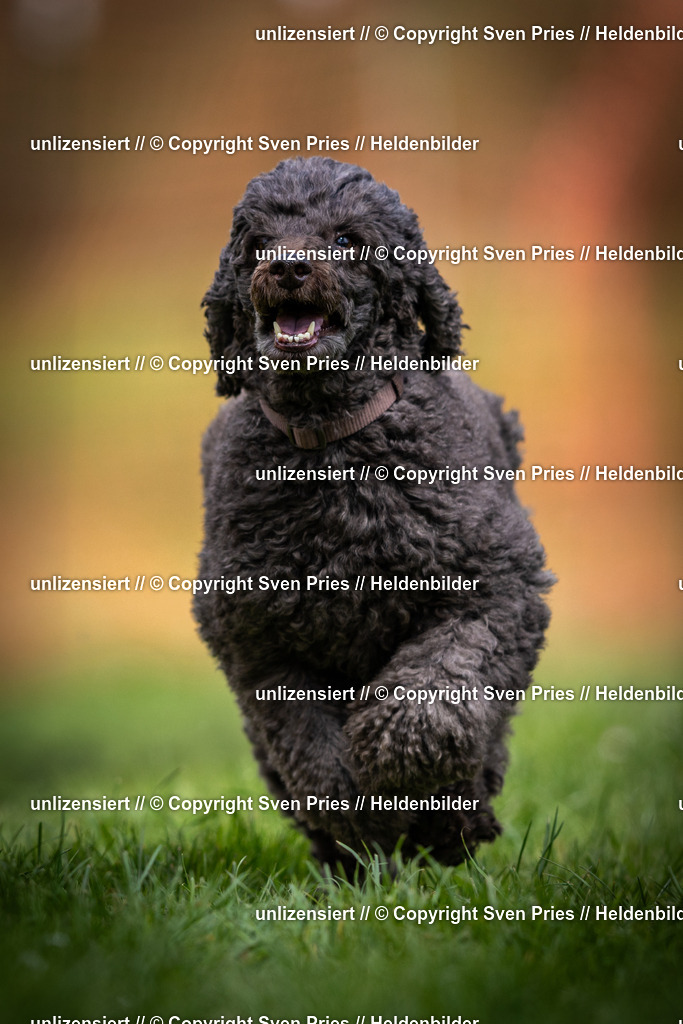 Sven Pries | 2025-04-13 - Hunderennen Baden-Baden - Realisiert mit Pictrs.com