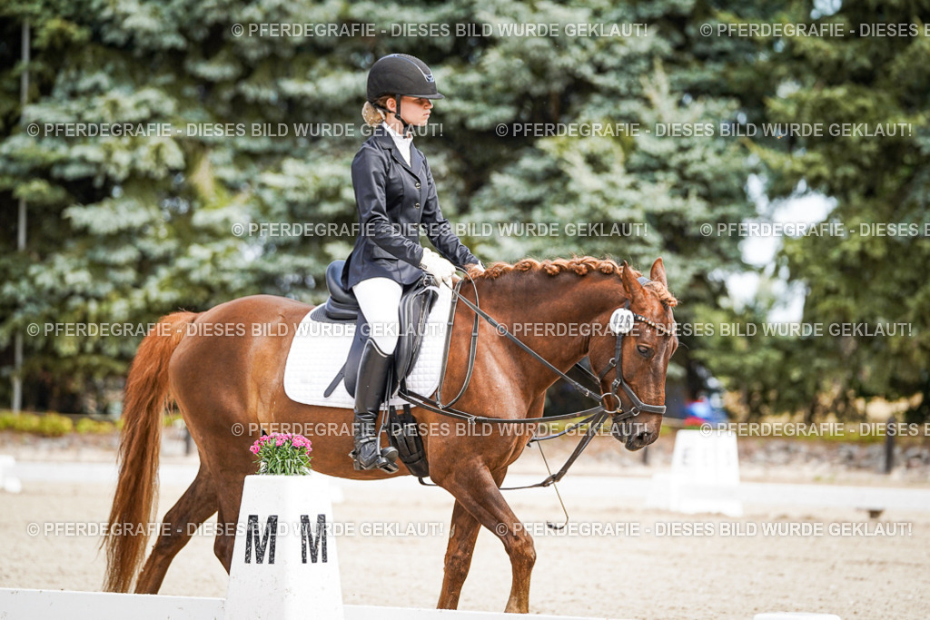 DSC02560 | Pferdegrafie